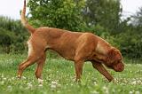 DOGUE DE BORDEAUX 277